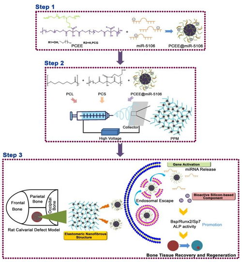 西安交大科研人員提出基于硅基彈性基因激活生物活性材料的骨組織再生新策略